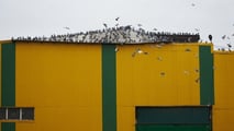 Gli escrementi degli uccelli causano corrosione, cortocircuiti e rischi d'incendio sui trattori. Dieci soluzioni pratiche per tenere gli uccelli fuori dal capannone
