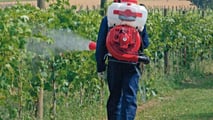 Peronospora della vite 2026: ASCENZA risponde al clima