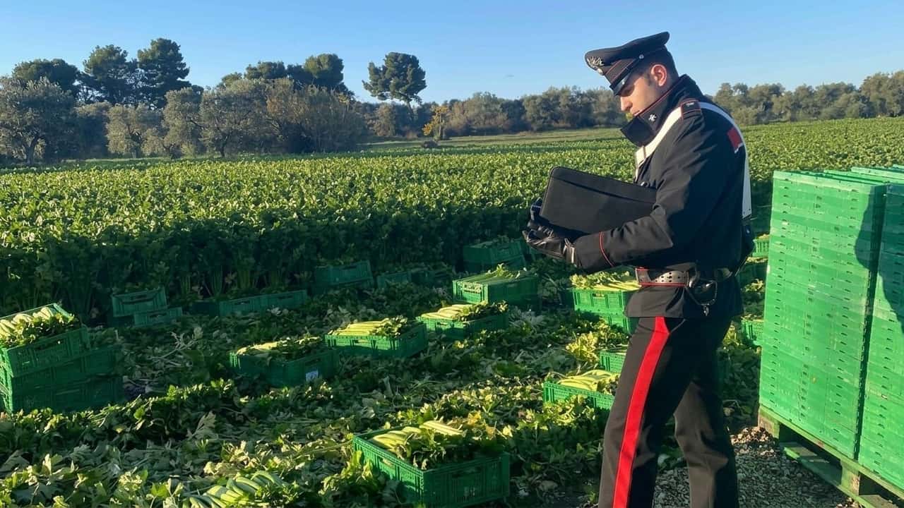 calderone-la-banca-dati-che-taglia-fuori-le-aziend-mod-ms7byxs1