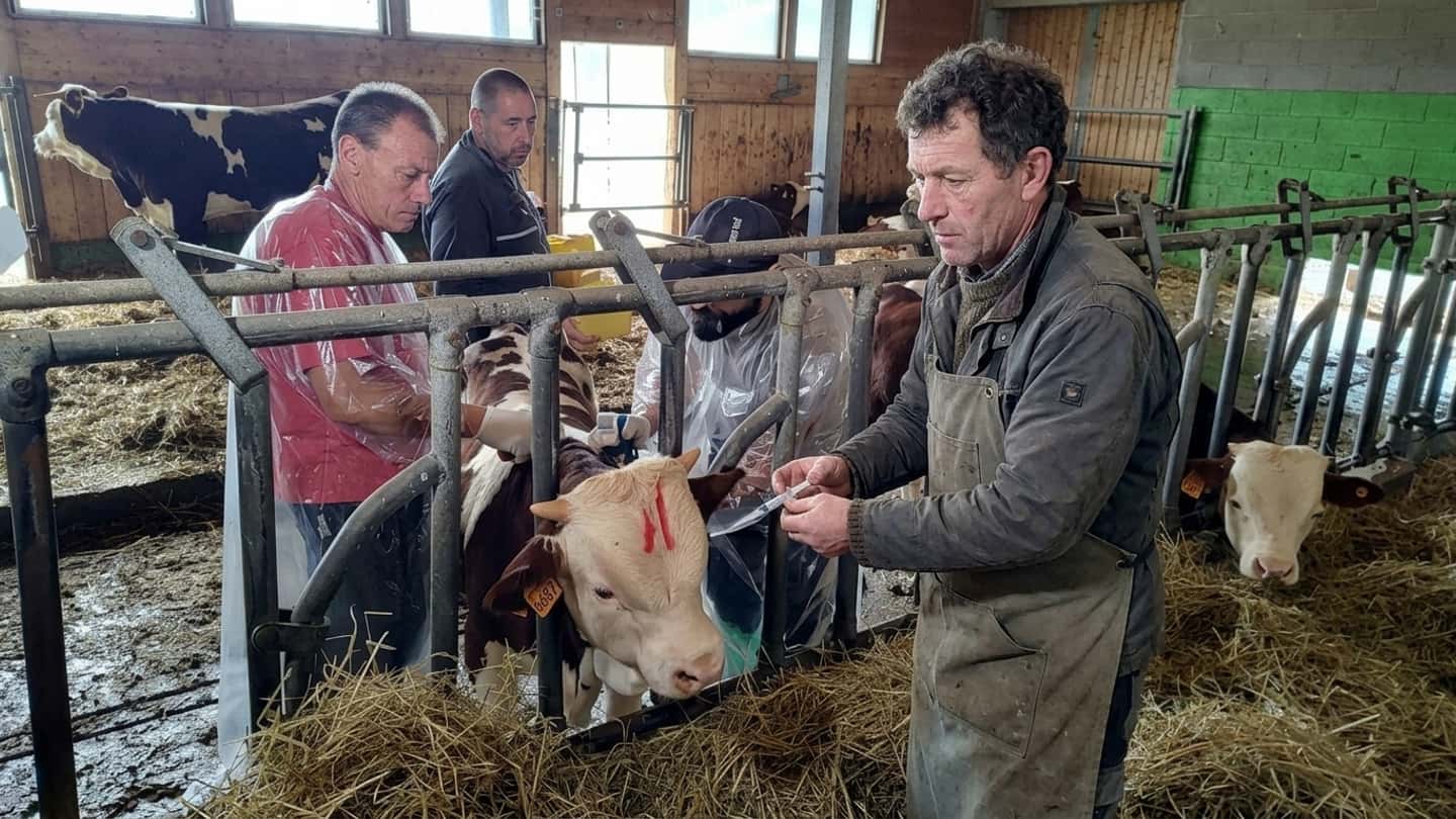 Dermatite bovina in Sardegna, cosa comporta il blocco