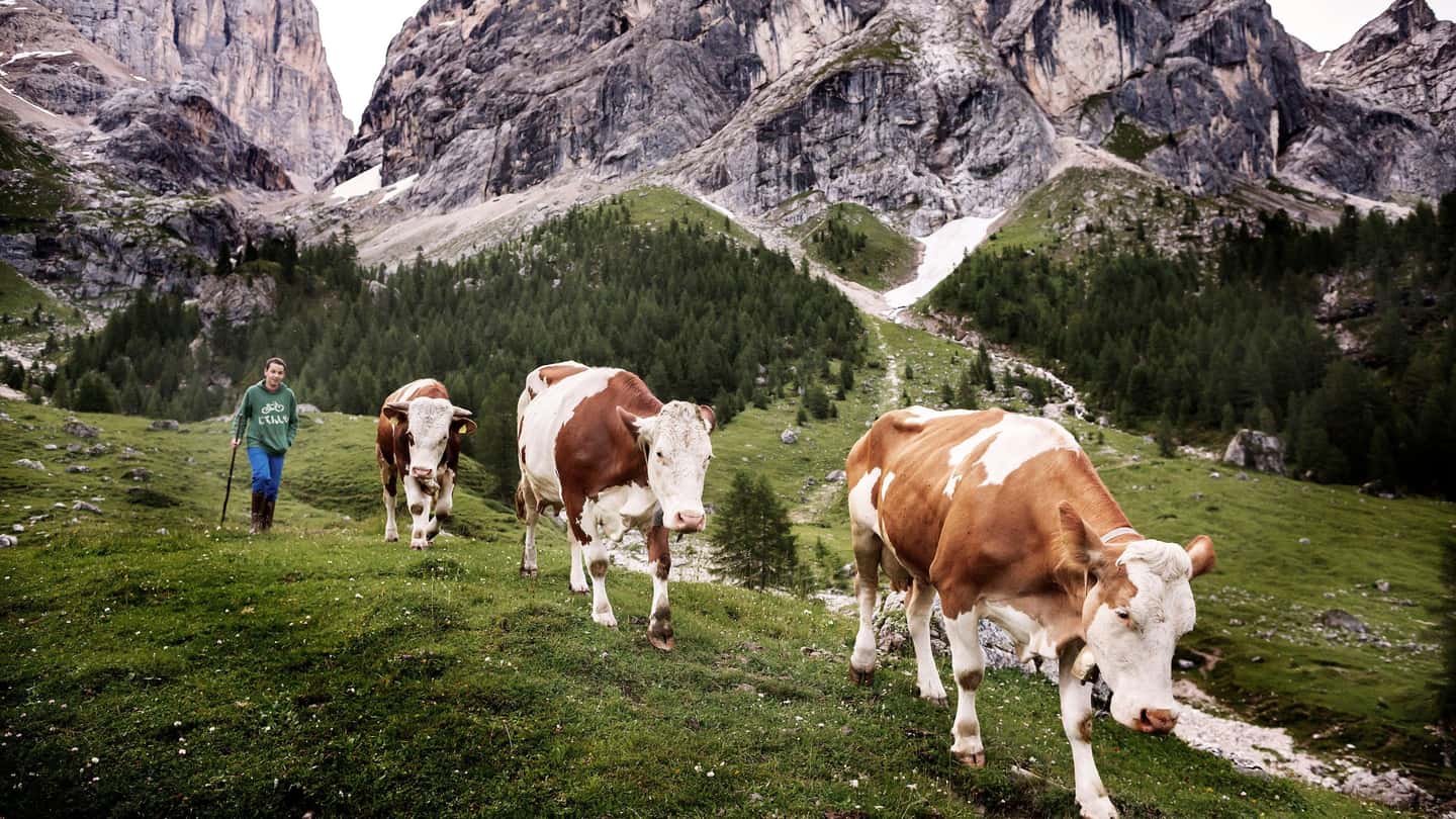 PAC 2025 Agea, nuovi saldi per i bovini