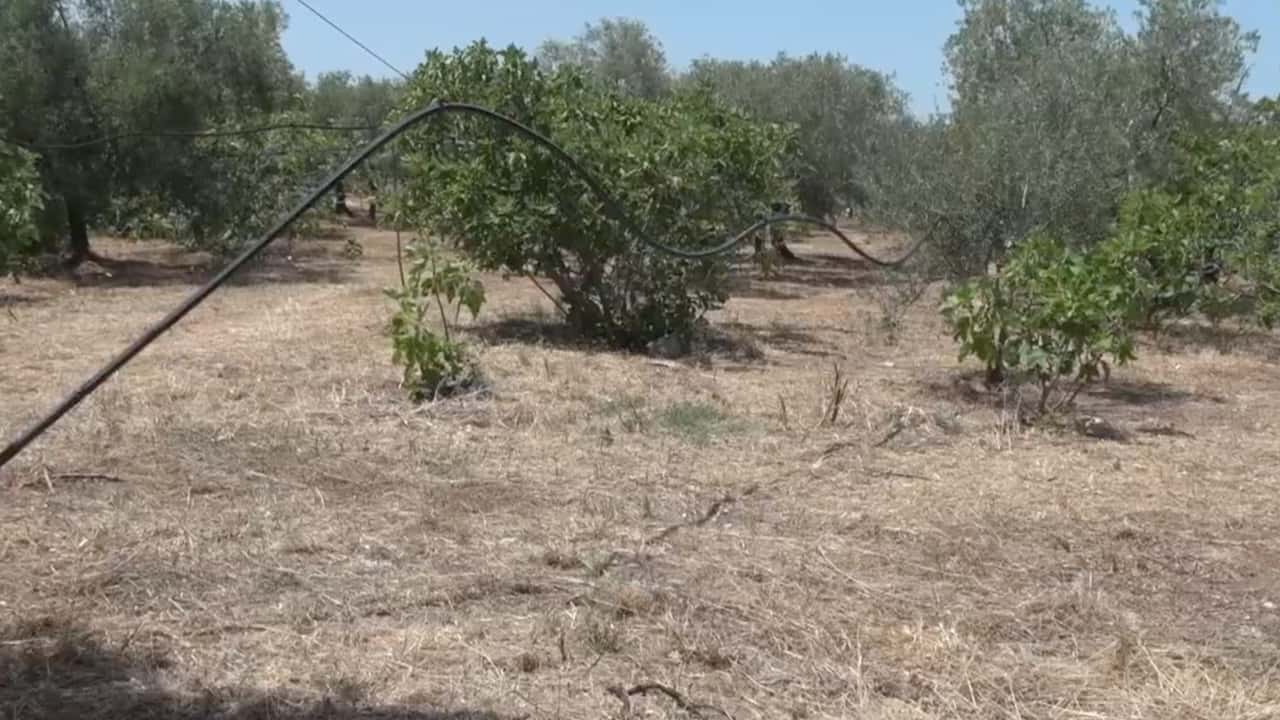 Crisi Idrica in Puglia: danni all'agricoltura per 1,4 miliardi di euro