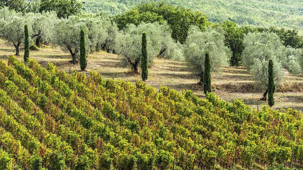 ? Agricoltura italiana da record: tra agriturismi, Dop e agroenergie siamo i primi in Europa