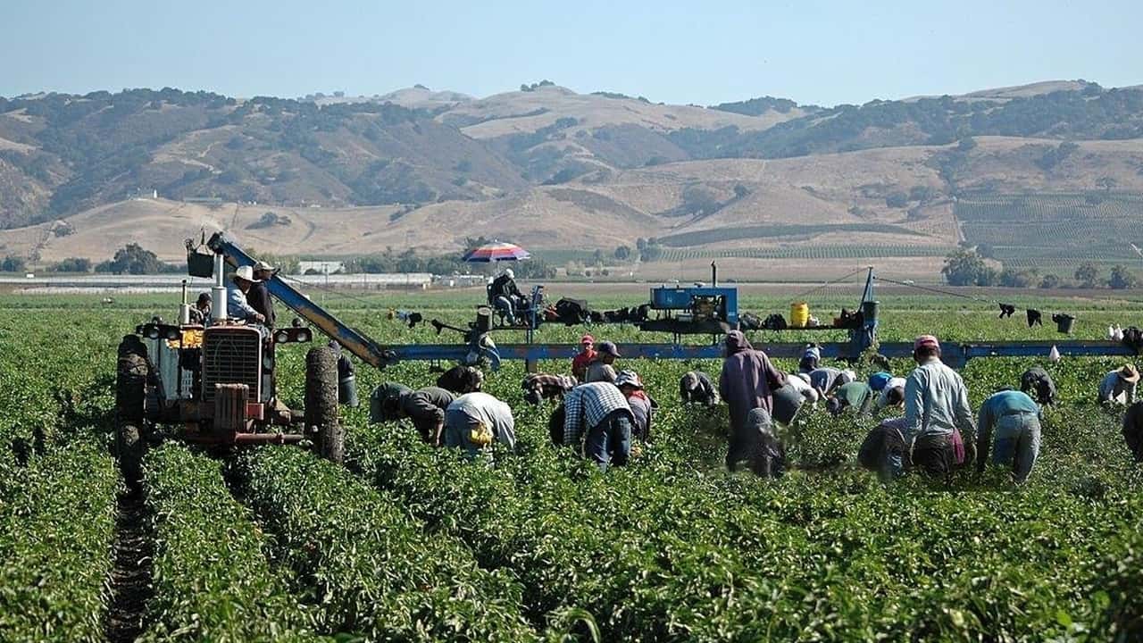 Sanatoria 2020 per il lavoro agricolo: approvate il 69% delle domande