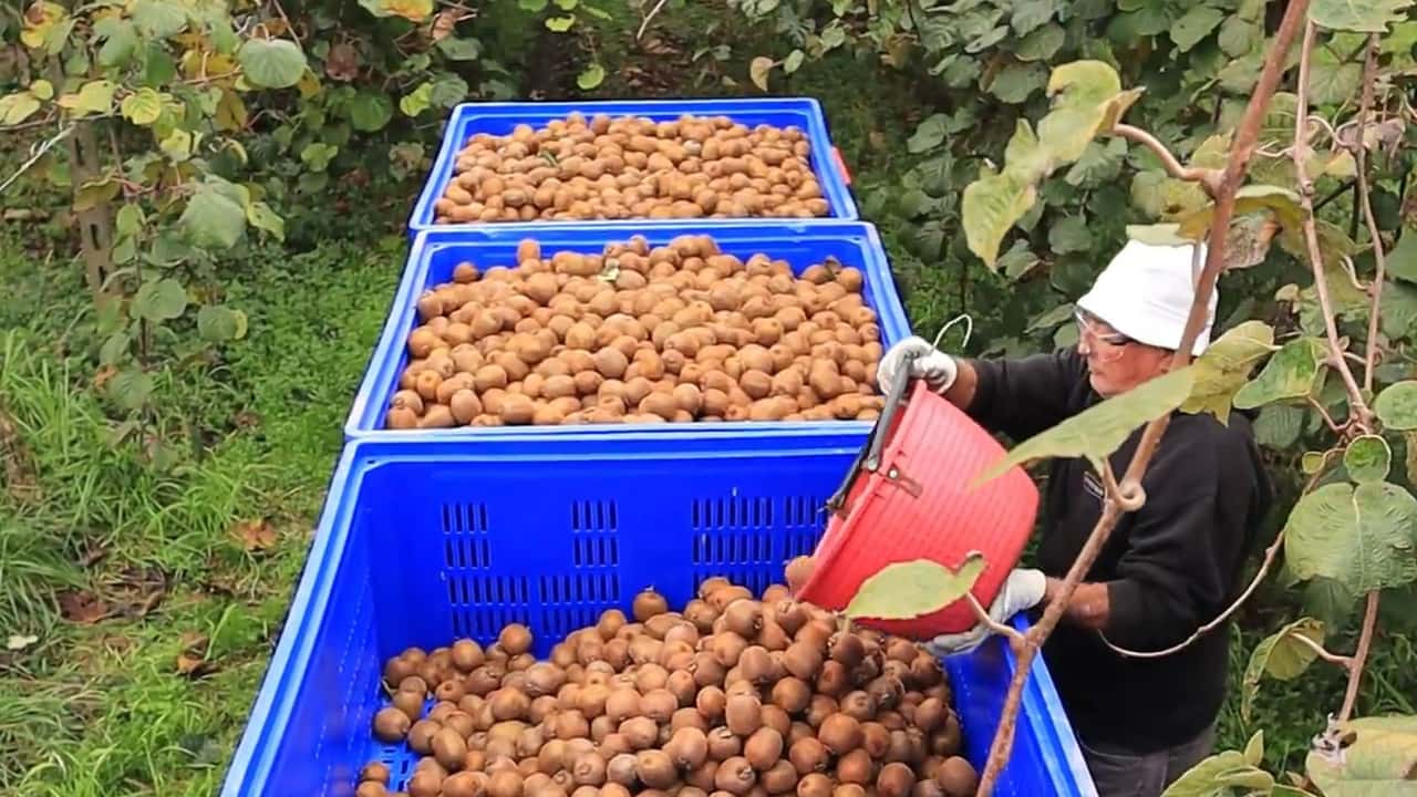 Hormuz blocca mele e kiwi: 150 milioni di export a rischio