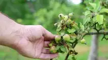 Protocollo operativo per gestire le lesioni da grandine su vite e fruttiferi già dopo 24-72 ore con valutazione del danno