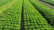 Uso pratico dei biostimolanti per aumentare la resilienza delle colture ortofrutticole a siccità, caldo e stress del suolo integrando irrigazione e gestione agronomica
