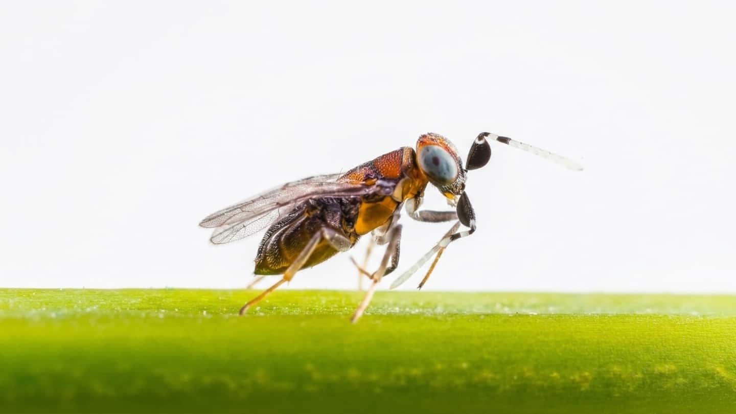 Anagyrus vladimiri contro Planococcus ficus in vigneto
