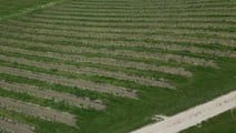 Come pianificare una difesa integrata 2026 contro peronospora e oidio?