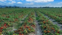 Pomodoro da industria 2026: scelta degli impianti microirrigui giusti