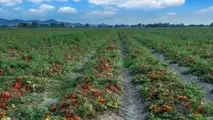 Pomodoro da industria 2026: scelta degli impianti microirrigui giusti