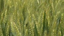 Come ribilanciare frumento, sorgo e mais nei piani foraggeri