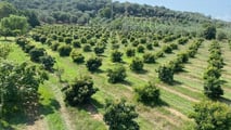 L'avocado made in Italy cresce: 1.200 ettari coltivati, prezzi a 6 euro al chilo e domanda interna che non smette di salire. Ecco lo stato del settore