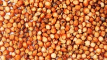 Foto - Seminart: la raccolta del sorgo Toretto seminato da Giulia