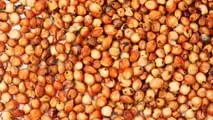 Foto - Seminart: la raccolta del sorgo Toretto seminato da Giulia