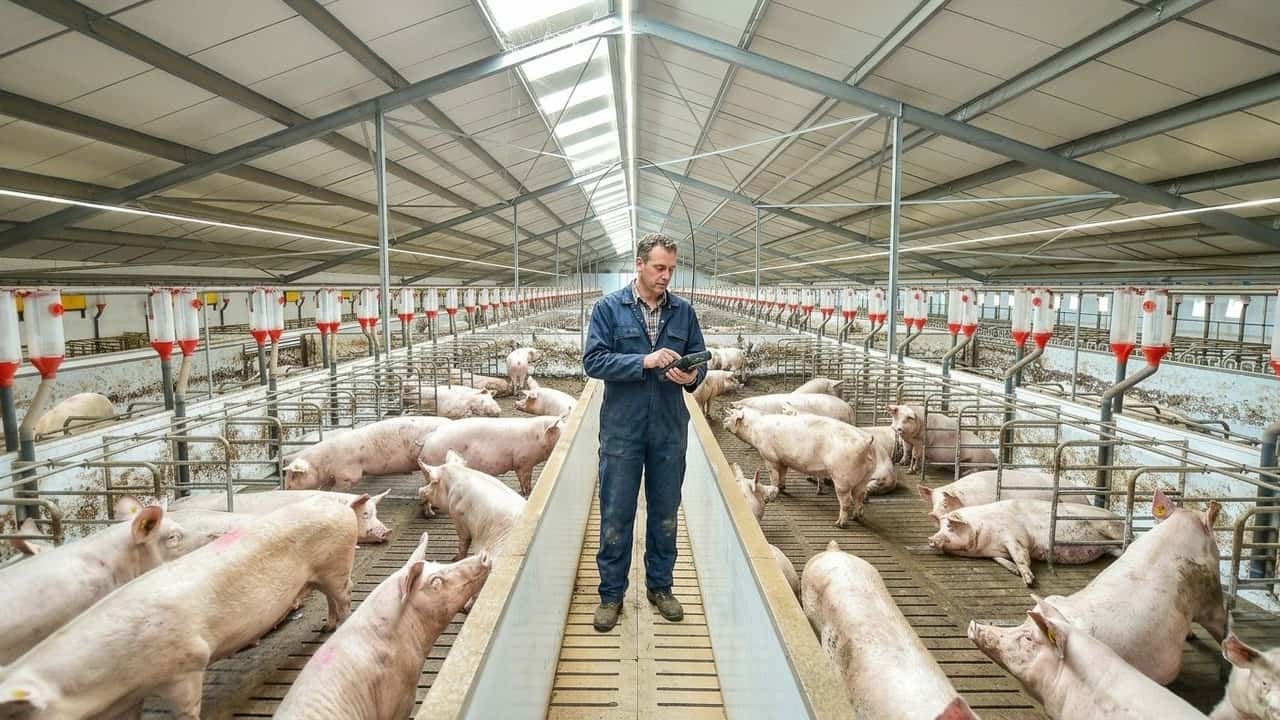 aviaria-e-psa-sbloccati-73-milioni-ue-ma-il-tempo-stringe-chi-rischia-di-restare