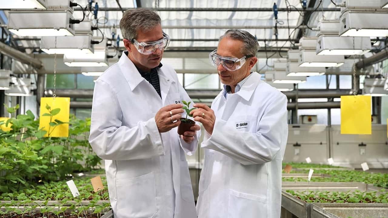 BASF avvia la registrazione del nuovo fungicida Adapzo® 