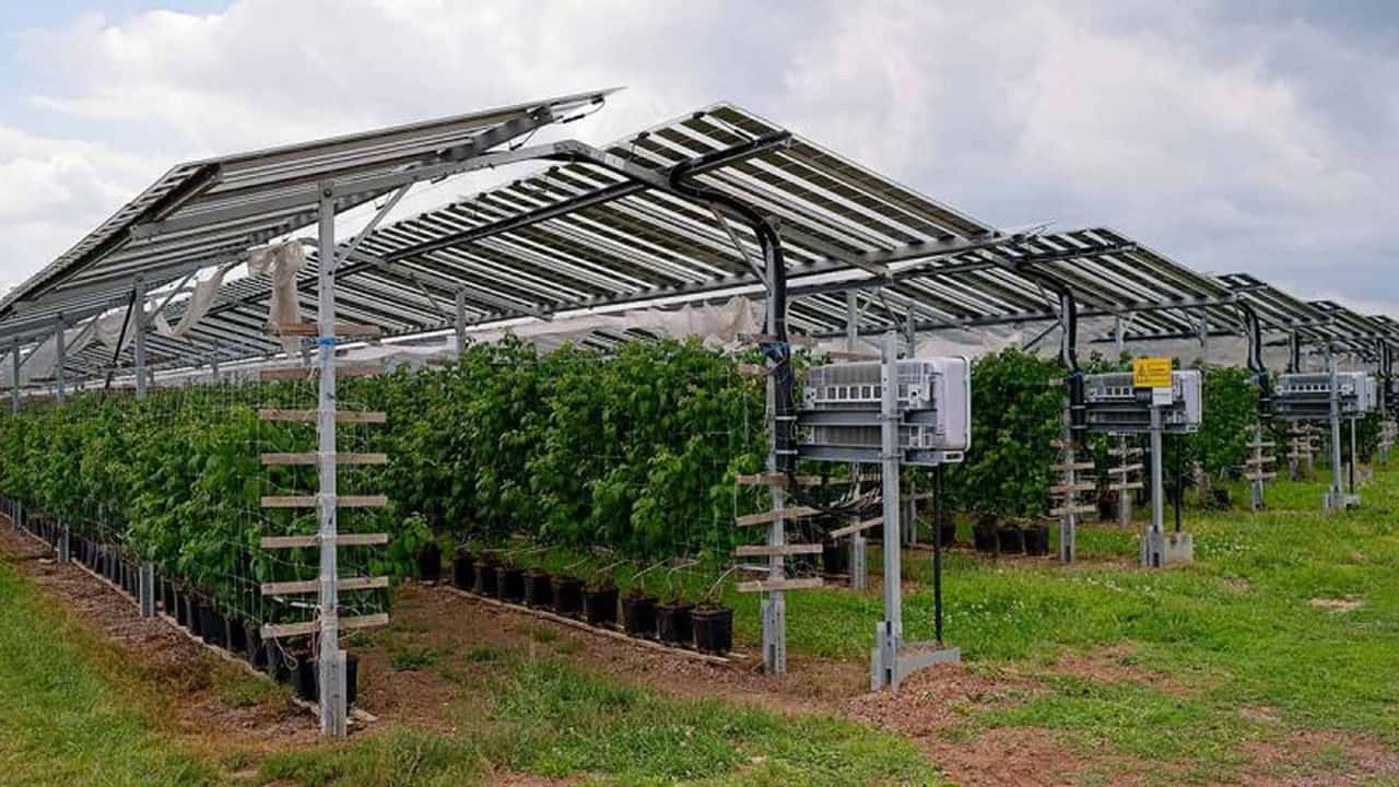 Qualifica di società agricola per l'agrivoltaico