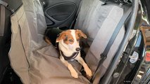 Hund im Auto: Schmutzdecken wie das 