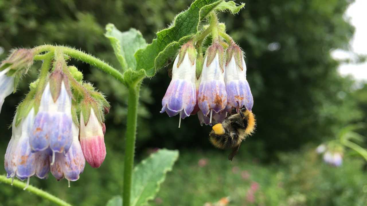 Bee collecting pollen from wild flowers in Kendal Cumbria UK