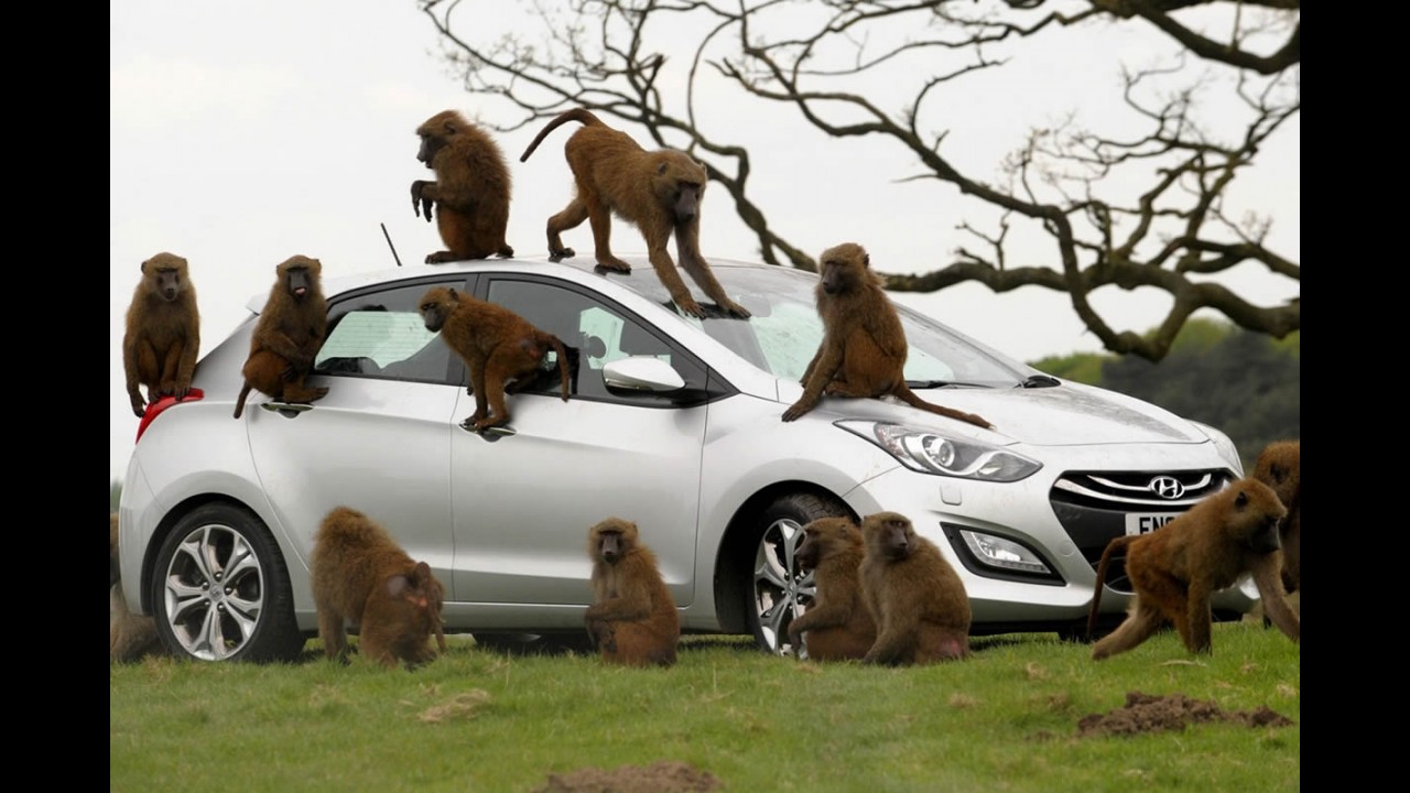 VÍDEO: Hyundai deixa 40 macacos testarem durabilidade do Novo i30