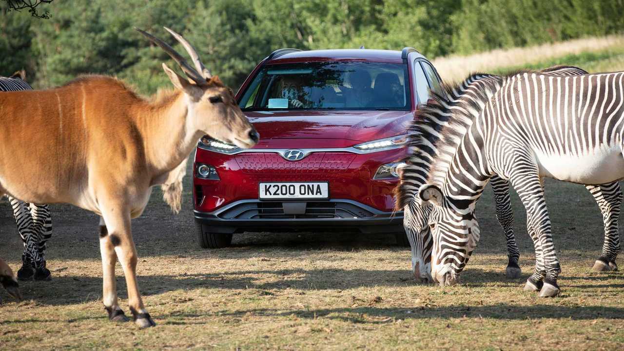 UK safari re-opens using electric vehicles