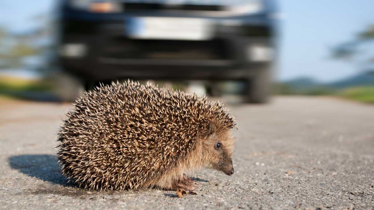 New hedgehog road sign revealed to protect drivers and animals