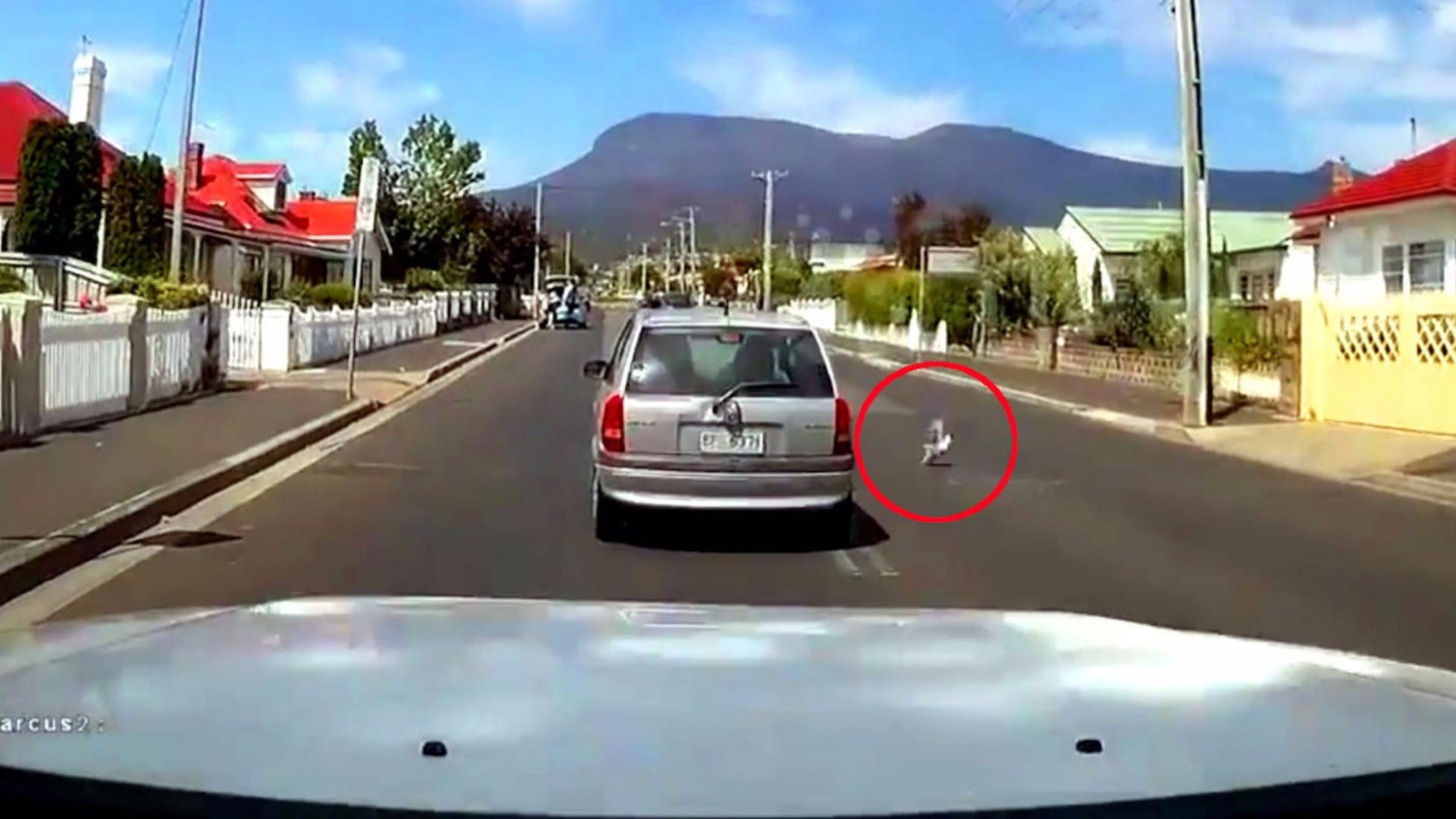 Jaywalking Chicken Causes Car Accident, Flees The Scene