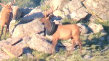 Elk Neck Tire