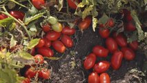Pomodoro da industria Fantix di Syngenta
