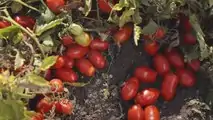 Pomodoro da industria Fantix di Syngenta
