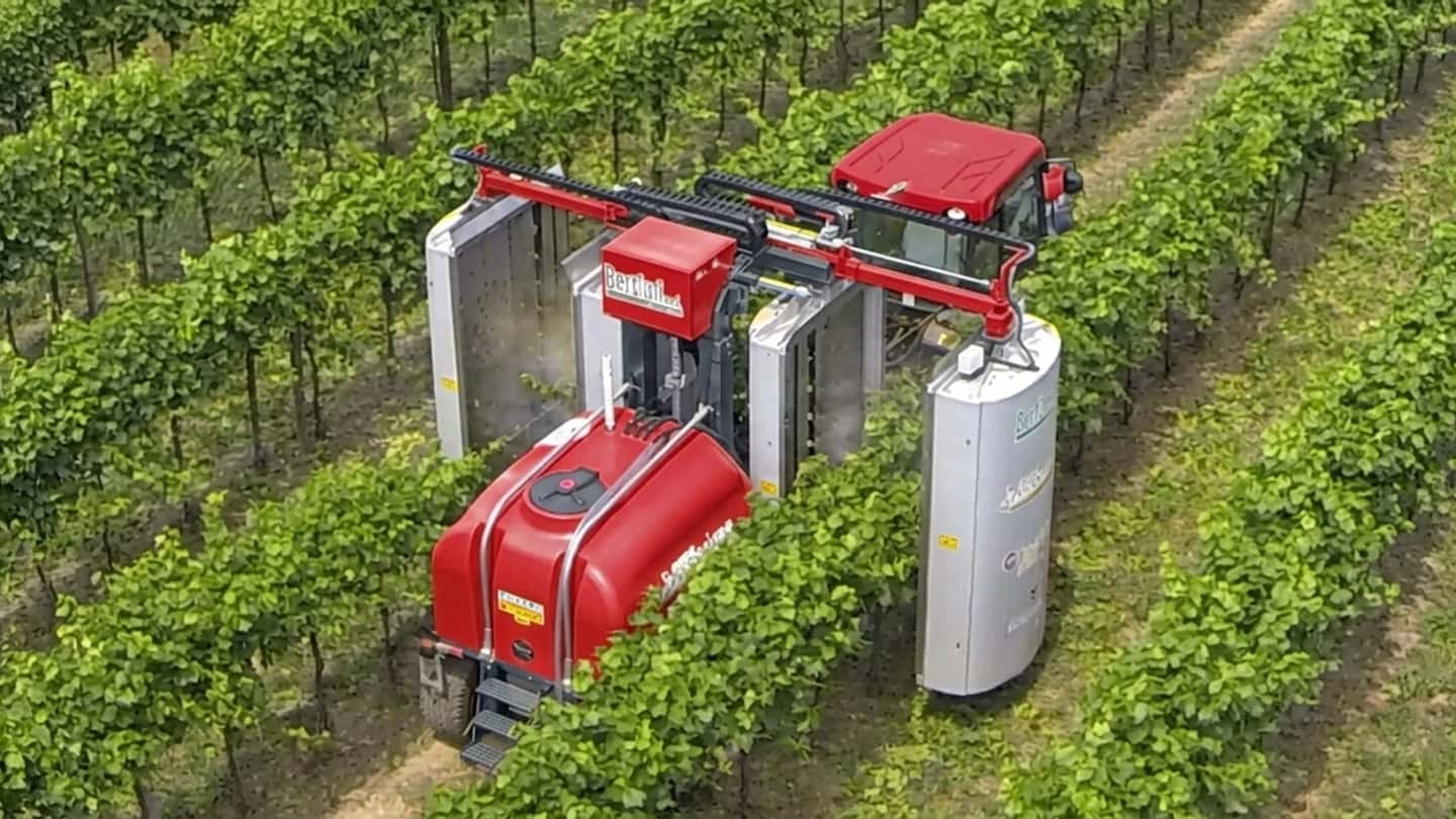 Vigneti, contributi fino all’80%: le nuove regole Masaf