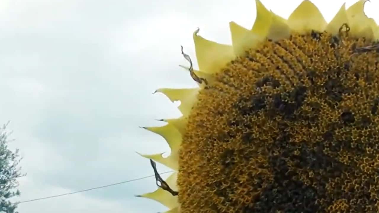 Analisi del ruolo del girasole alto oleico nelle rotazioni cerealicole, nelle filiere olio e biocarburanti e nelle scelte di meccanizzazione aziendale