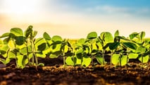 Applicare il modello 4R alla fertilizzazione della soia per pianificare fonte, dose, momento e posizione dei nutrienti riducendo le emissioni di N2O