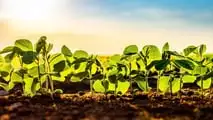Applicare il modello 4R alla fertilizzazione della soia per pianificare fonte, dose, momento e posizione dei nutrienti riducendo le emissioni di N2O