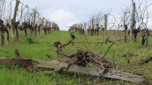 Francia-Gironda: 430 domande per riconvertire 4.400 ettari di vigne