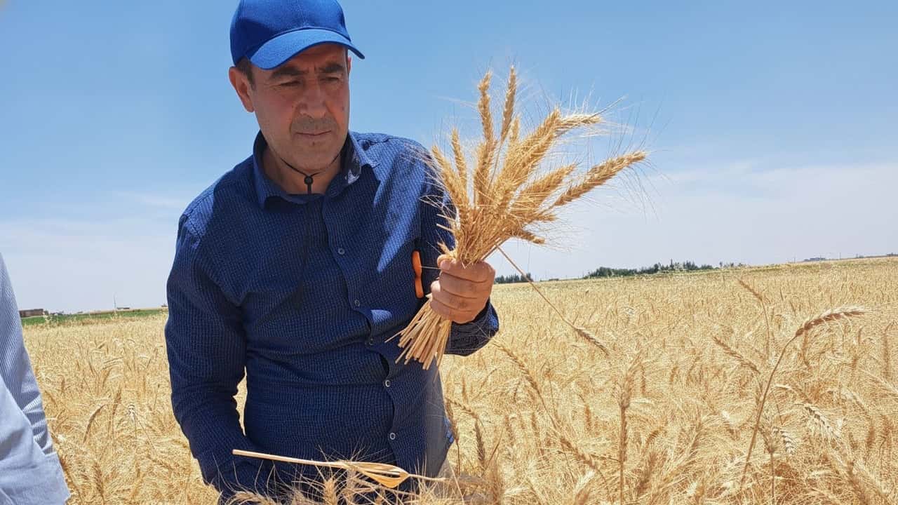 40-milioni-per-il-grano-duro-ecco-come-incassare-g-mod-mrxl7z48