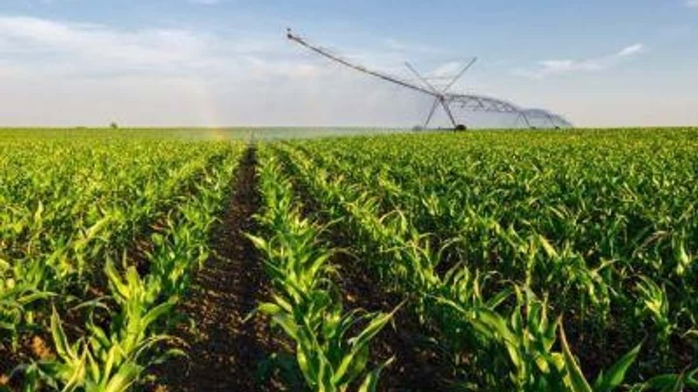 Secondo raccolto 2026: mais, soia o erbai con poca acqua