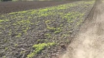 Attrezzature 2026 per il diserbo meccanico del girasole
