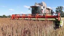 quinoa4