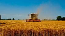 Grano duro a 270-300 euro/t e costi a 1.170 euro/ha: la mietitura 2026 è in perdita. CUN, Coldiretti in piazza e filiere a rischio.