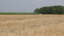 Quando dare l’azoto al frumento duro per aumentare le proteine