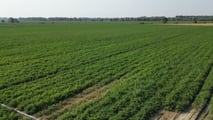 Pomodoro da industria sostenibile: irrigazione, suolo e meccanizzazione