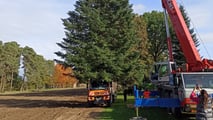 Natale 2023, l'abete Nordmann trainato da un Unimog U 435