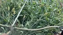Seminart: la raccolta del sorgo Toretto seminato da Giulia