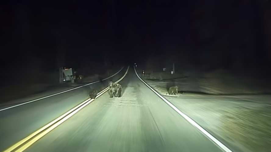 tesla autopilot protects bear cubs