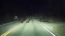 Tesla Autopilot Protects Nature - It Saved Momma Bear And Its Cubs
