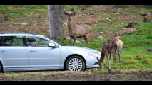 Volvo, test per evitare incidenti con animali
