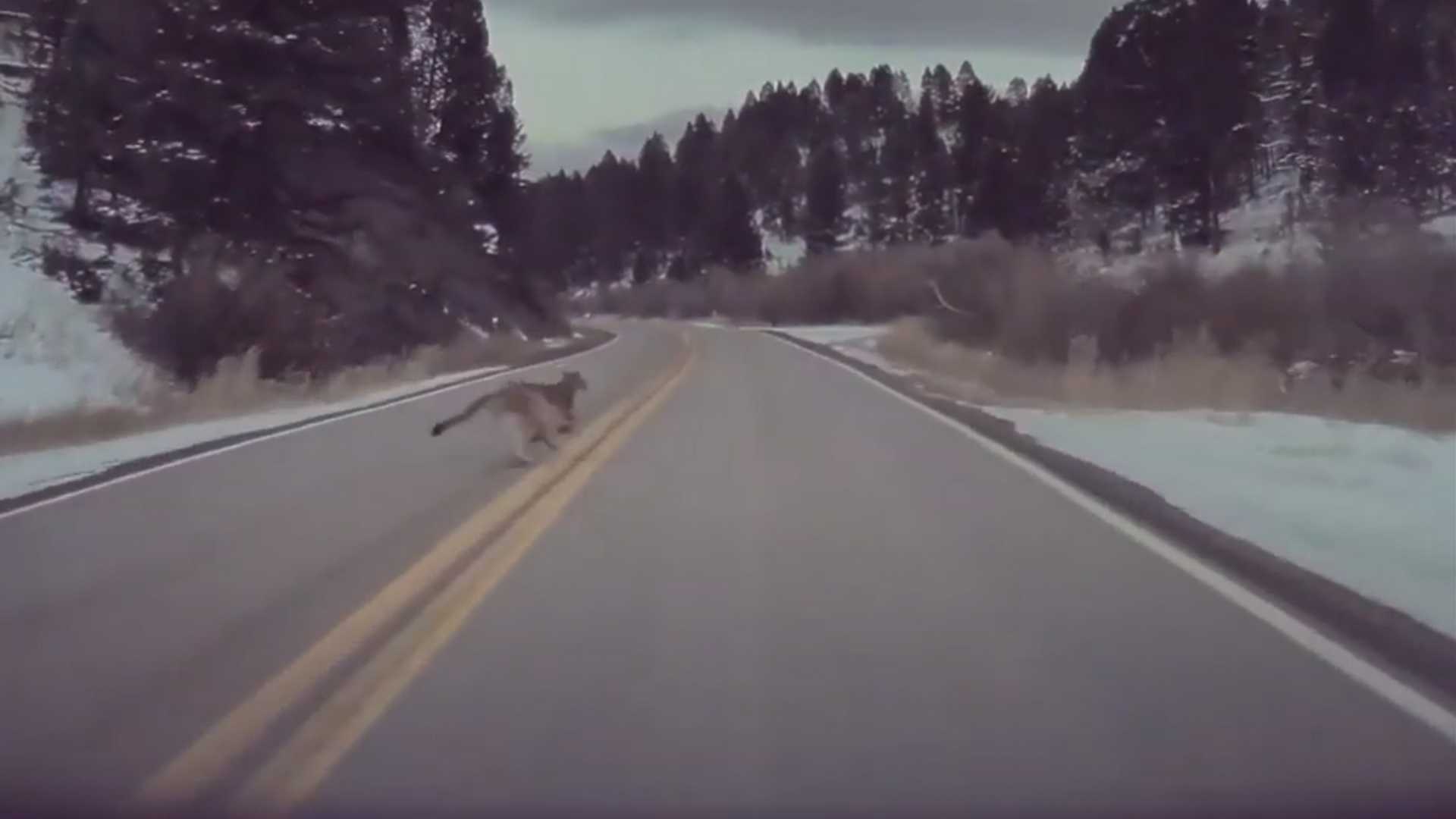 See Tesla Autopilot Brake For a Mountain Lion In Montana