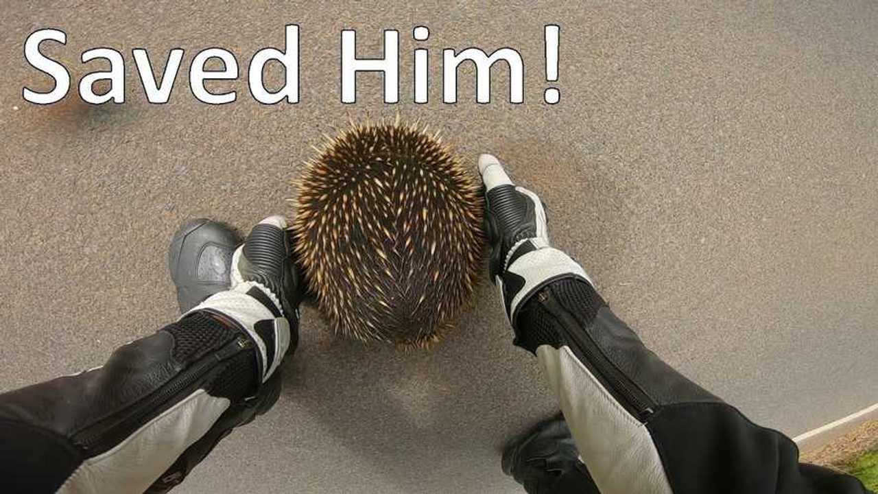 Aussie Rider Saves Echidna